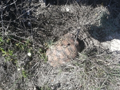 Stigmochelys pardalis