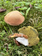 Xerocomus subtomentosus