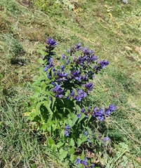 Gentiana asclepiadea