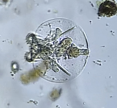Testudinella
