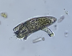 Testudinella