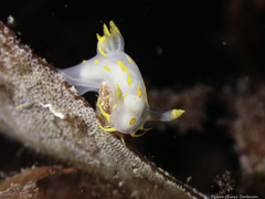 Polycera quadrilineata