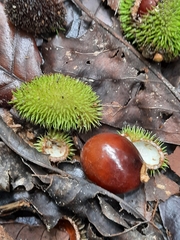 Otonephelium stipulaceum