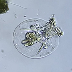 Testudinella