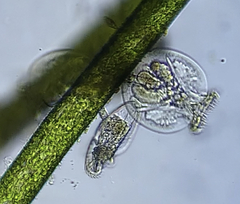 Testudinella