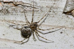 Drapetisca alteranda