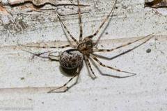 Drapetisca alteranda