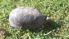 Kinosternon integrum