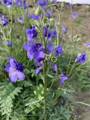 Polemonium acutiflorum
