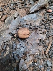 Vateria indica