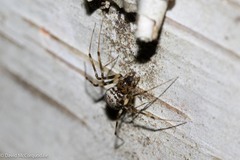 Drapetisca alteranda