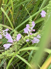 Physostegia