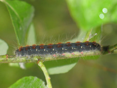 Eriogaster lanestris