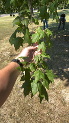 Acer floridanum