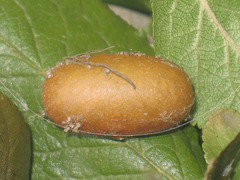 Eriogaster lanestris