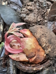 Vateria indica