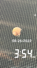 Isocheles wurdemanni