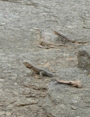 Tropidurus