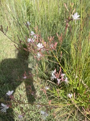 Oenothera gaura