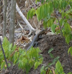 Tropidurus