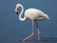 Phoenicopterus roseus