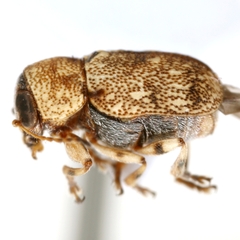 Pachybrachis postfasciatus