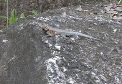 Tropidurus