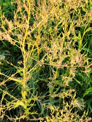 Lactuca serriola