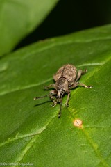 Otiorhynchus singularis