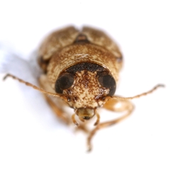 Pachybrachis postfasciatus