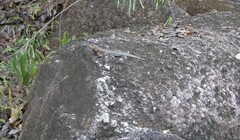Tropidurus