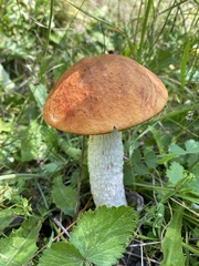 Leccinum versipelle