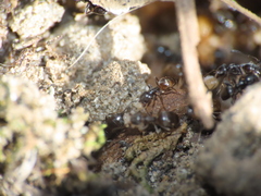 Formicidae