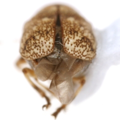 Pachybrachis postfasciatus