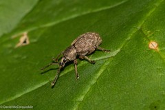 Otiorhynchus singularis