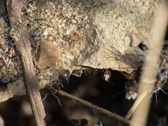 Formicidae