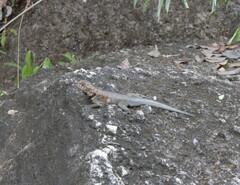 Tropidurus