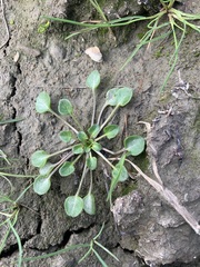 Cochlearia groenlandica
