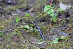 Anax nigrofasciatus