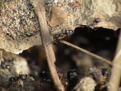 Formicidae