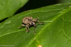 Otiorhynchus singularis