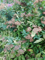 Spiraea japonica