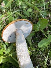 Leccinum versipelle
