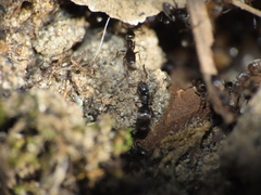 Formicidae
