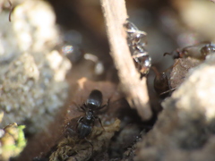 Formicidae