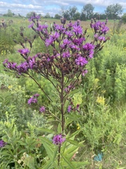 Vernonia missurica