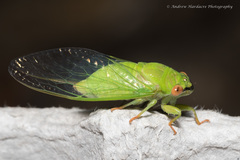 Chremistica ochracea