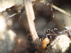 Formicidae