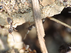 Formicidae