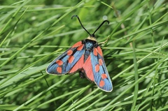 Zygaena anthyllidis